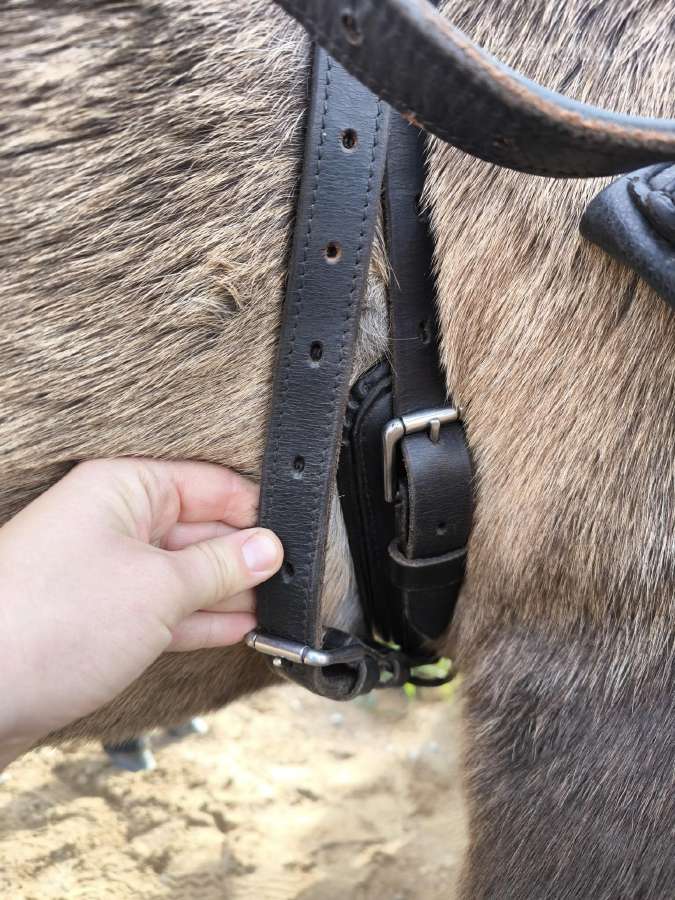 Pakinktai poni - nuotraukos Nr. 3