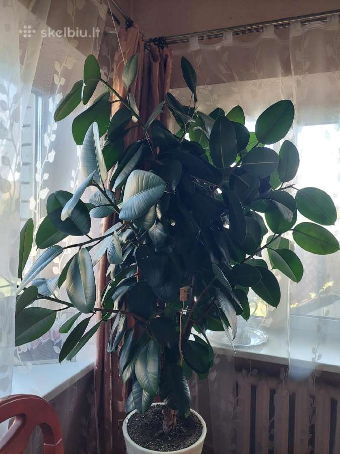 Fikusas stambialapis - nuotraukos Nr. 3