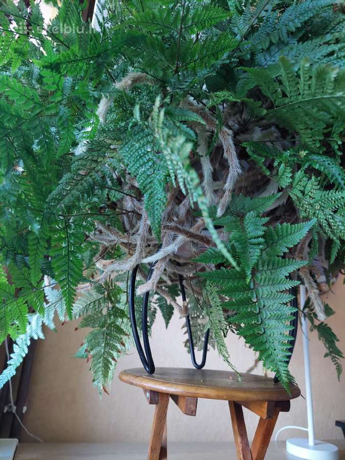 Japoniškas papartis- kiškio letenėlė - nuotraukos Nr. 3