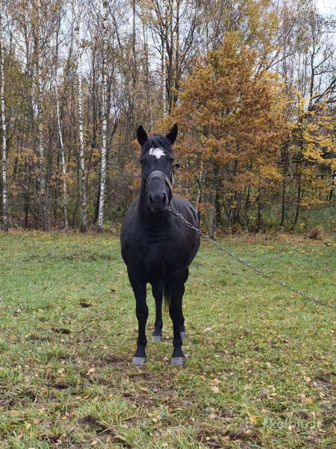 Parduodama žemaitukė kumelė - nuotraukos Nr. 2