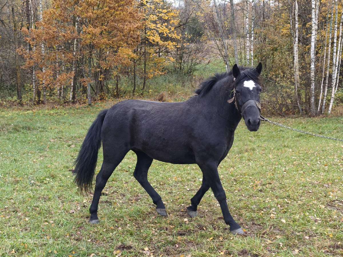Parduodama žemaitukė kumelė - nuotraukos Nr. 3