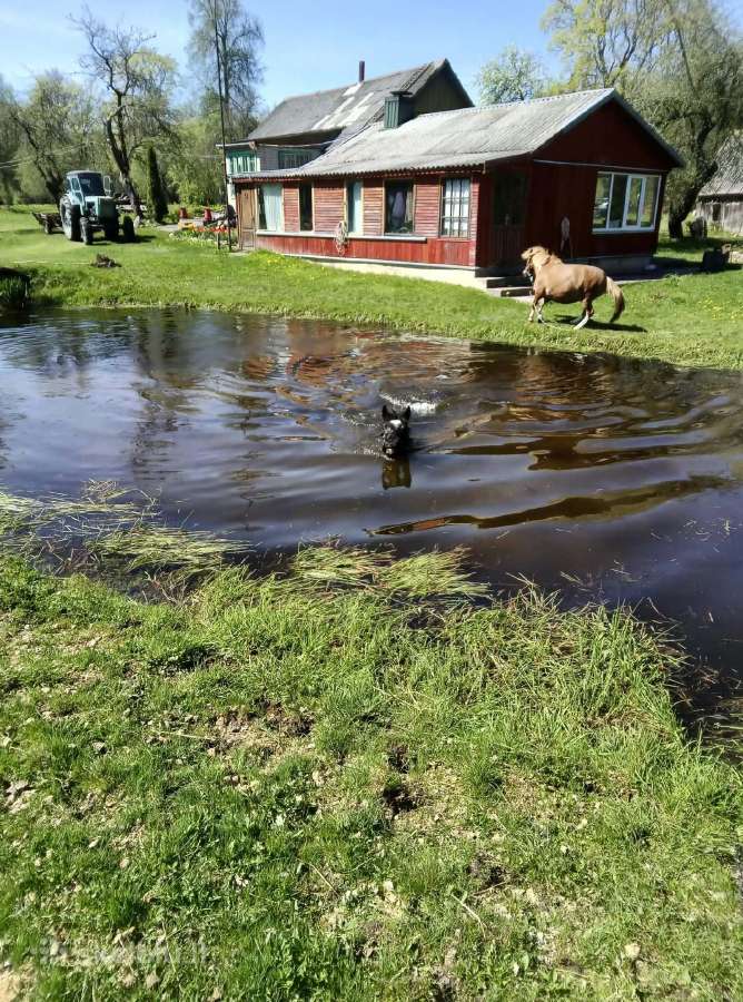 Parduodama žemaitukė kumelė - nuotraukos Nr. 6