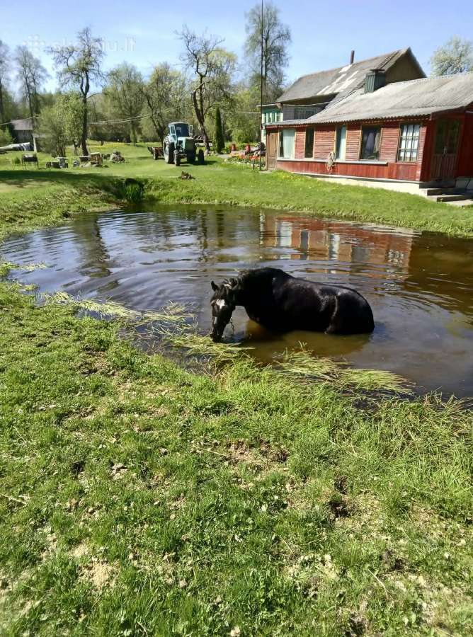Parduodama žemaitukė kumelė - nuotraukos Nr. 7