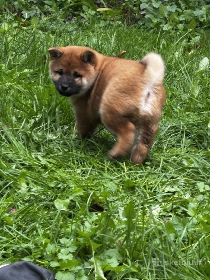 Shiba inu - nuotraukos Nr. 3