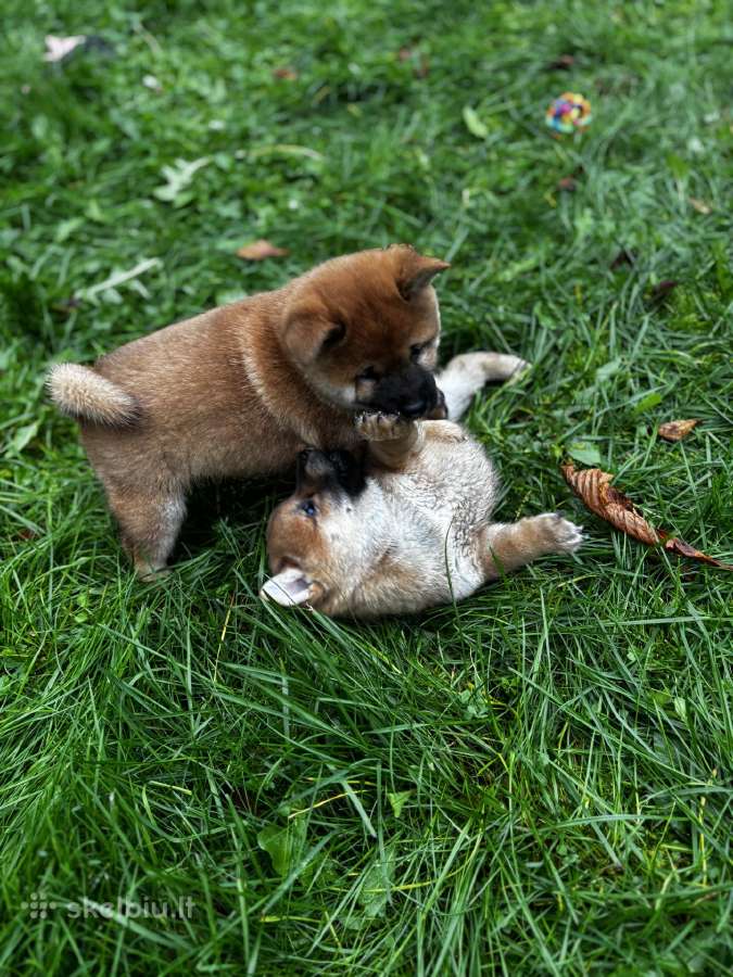 Shiba inu - nuotraukos Nr. 4