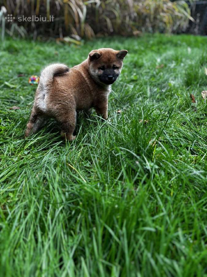 Shiba inu - nuotraukos Nr. 6