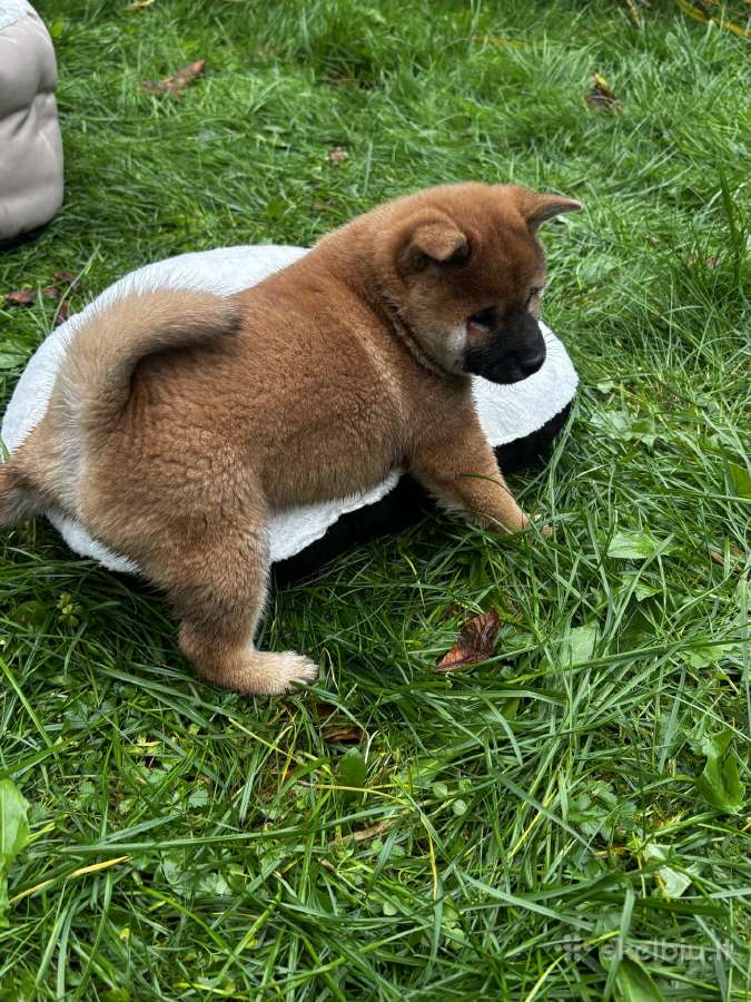 Shiba inu - nuotraukos Nr. 5