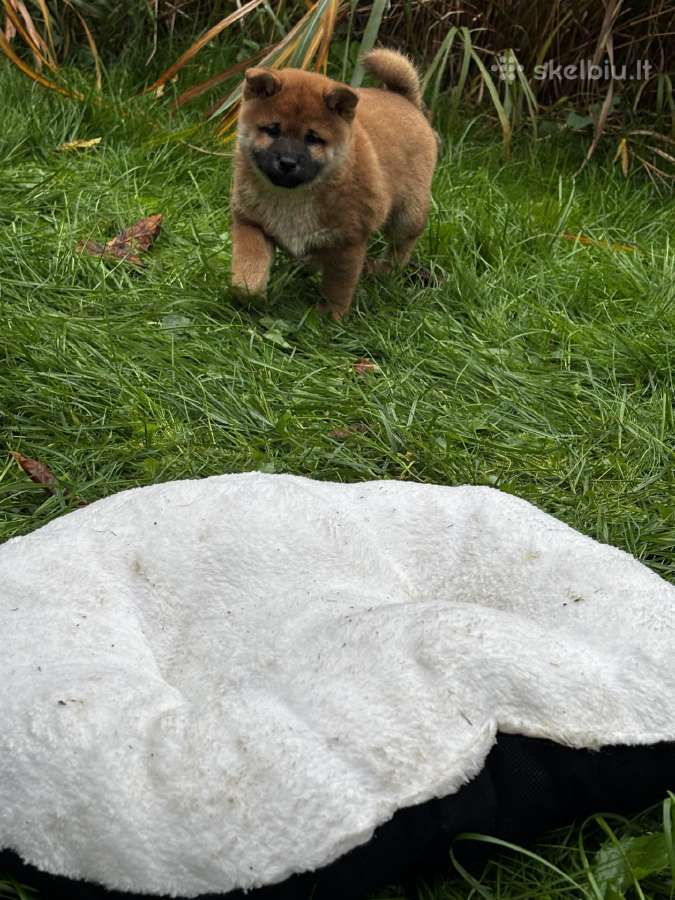 Shiba inu - nuotraukos Nr. 7