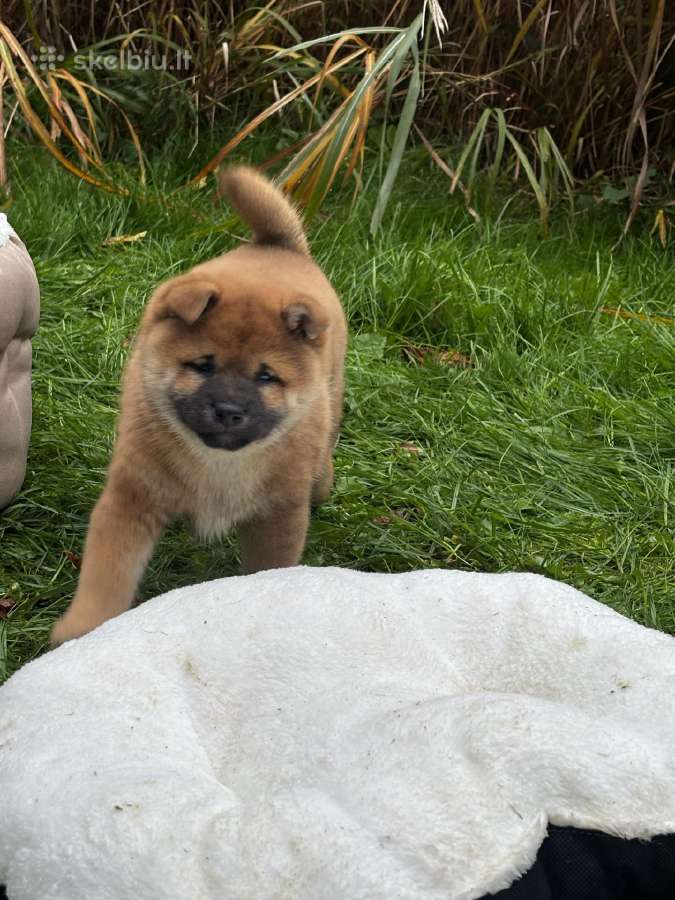 Shiba inu - nuotraukos Nr. 8