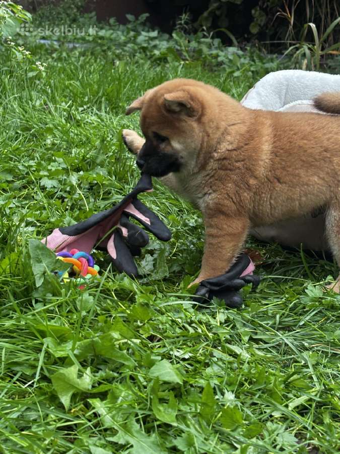 Shiba inu - nuotraukos Nr. 10