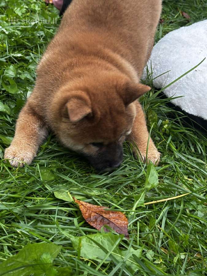 Shiba inu - nuotraukos Nr. 11