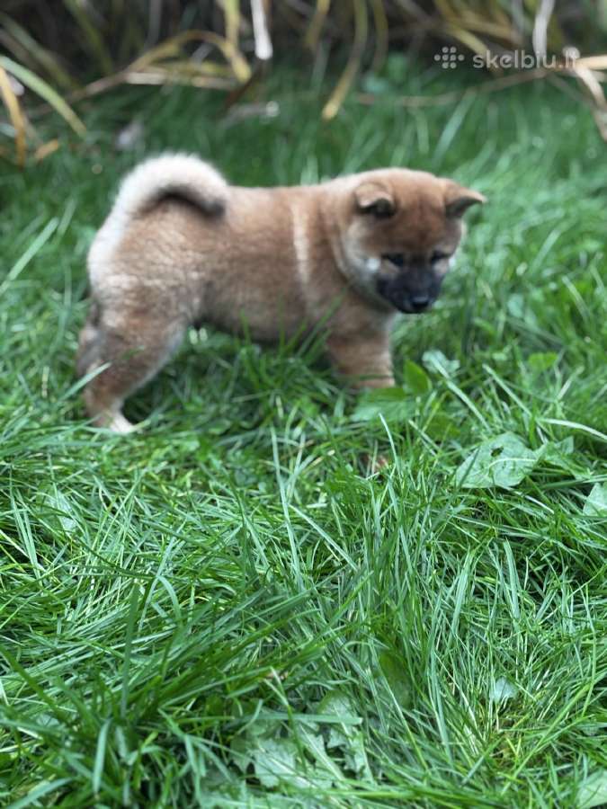 Shiba inu - nuotraukos Nr. 12