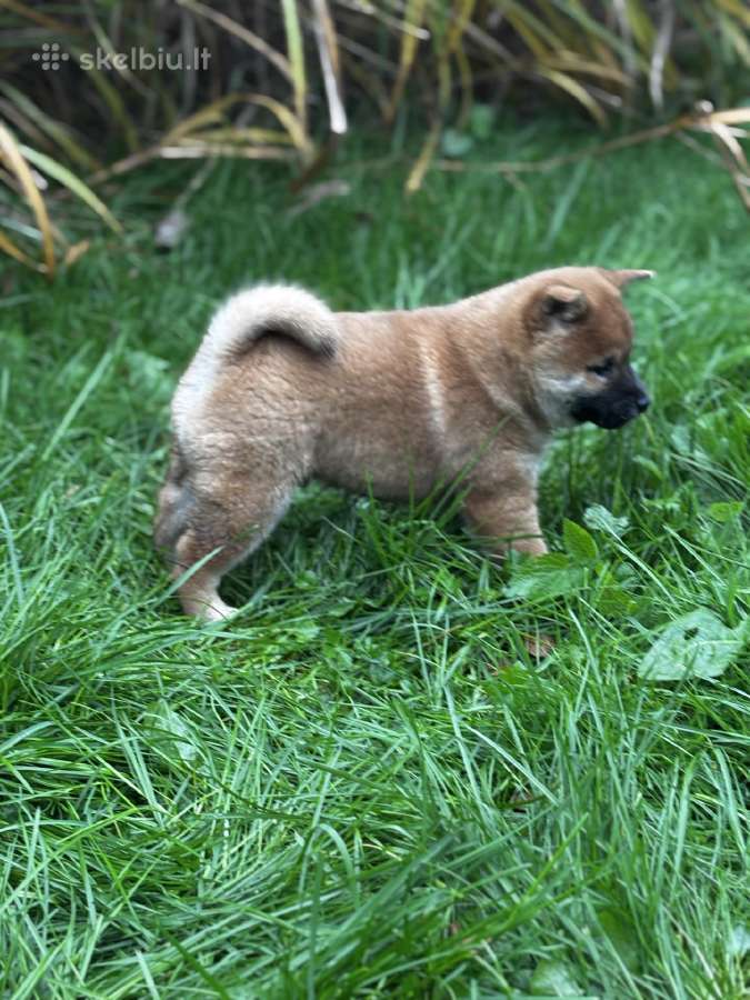 Shiba inu - nuotraukos Nr. 13