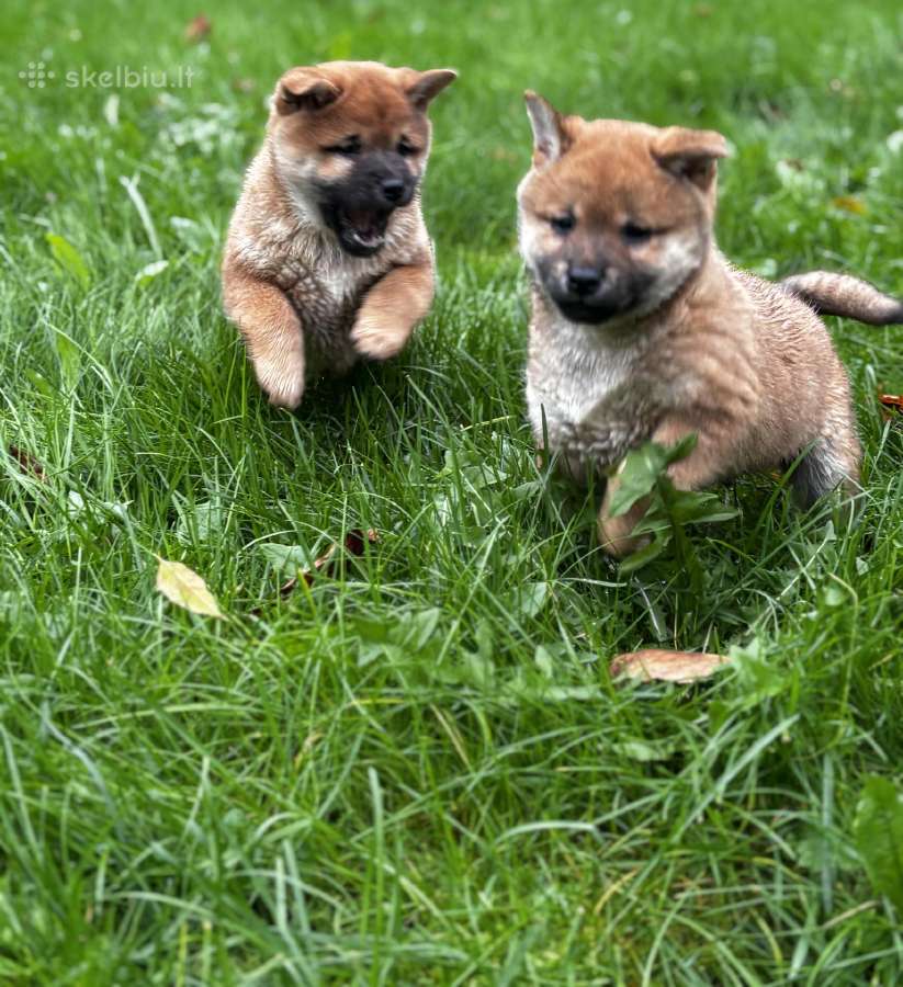 Shiba inu - nuotraukos Nr. 14