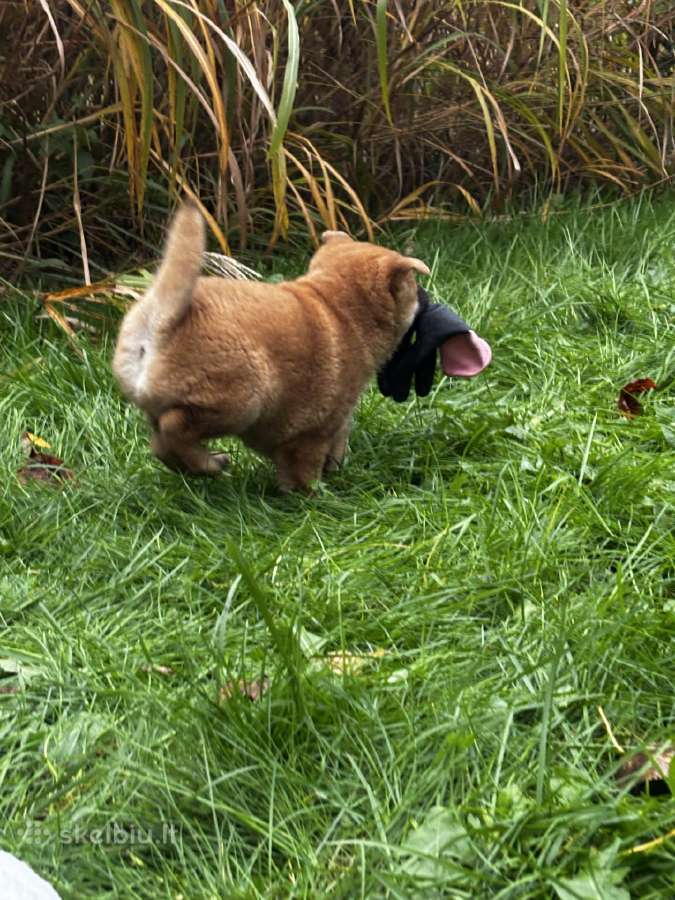 Shiba inu - nuotraukos Nr. 15