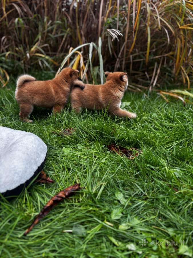 Shiba inu - nuotraukos Nr. 2
