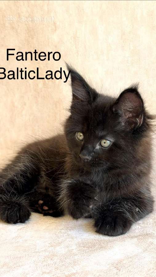 Kilmingas Meino Meškėnas Fantero Balticlady - nuotraukos Nr. 3