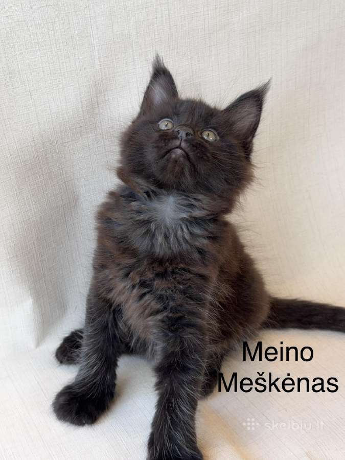 Kilmingas Meino Meškėnas Fantero Balticlady - nuotraukos Nr. 22