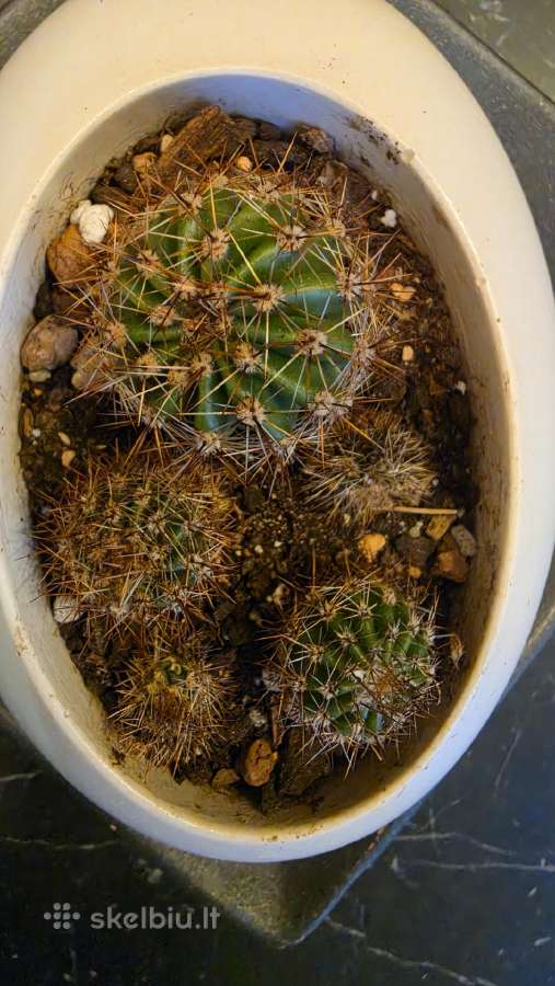 6 maži Echinopsis kaktusai - nuotraukos Nr. 2