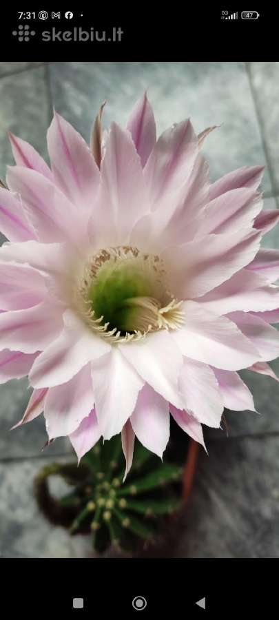 6 maži Echinopsis kaktusai - nuotraukos Nr. 3