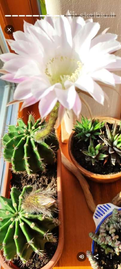 6 maži Echinopsis kaktusai - nuotraukos Nr. 4