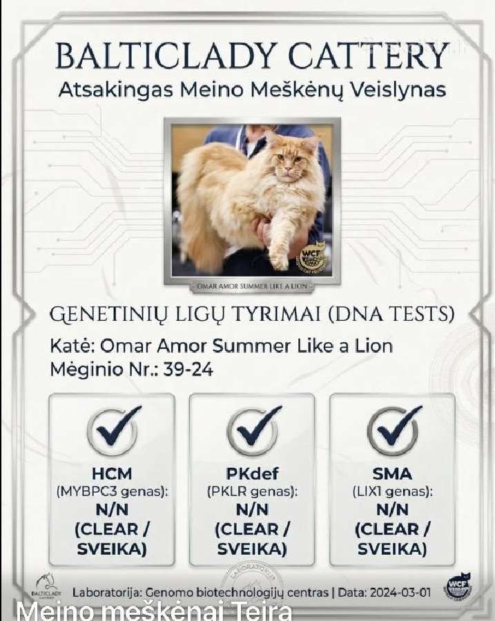 Kilmingas Meino Meškėnas Fantero Balticlady - nuotraukos Nr. 8