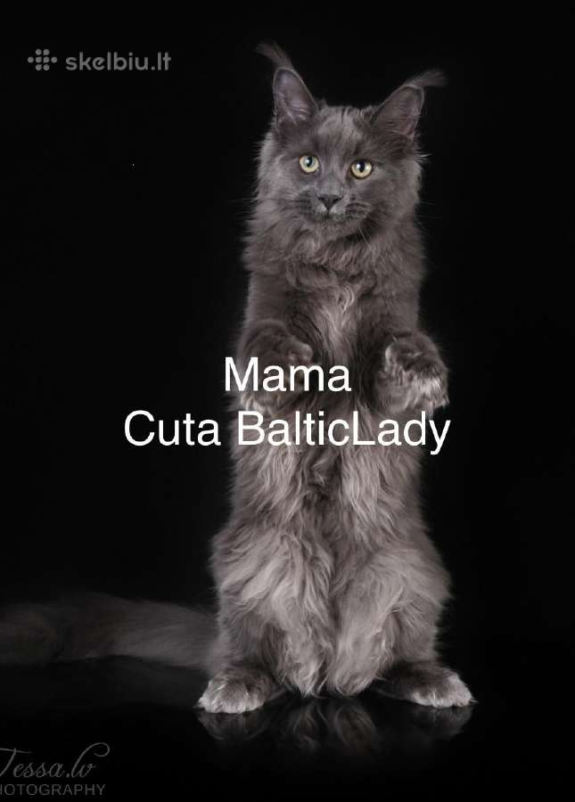 Kilmingas Meino Meškėnas Fantero Balticlady - nuotraukos Nr. 5