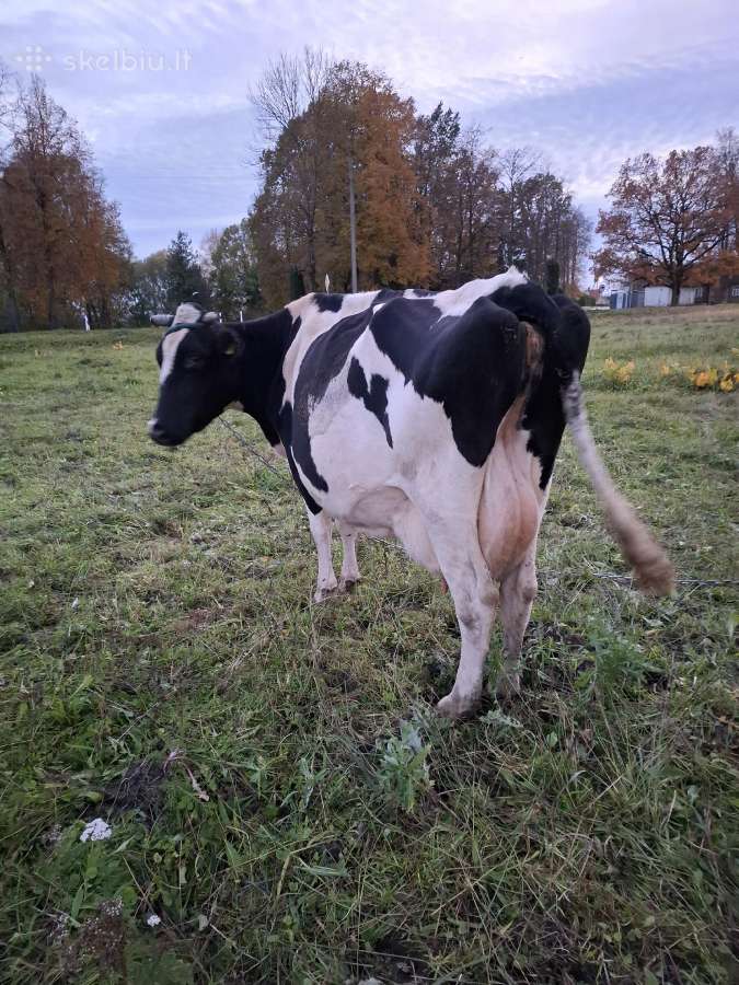 Parduodu juodmargę karvę - nuotraukos Nr. 3