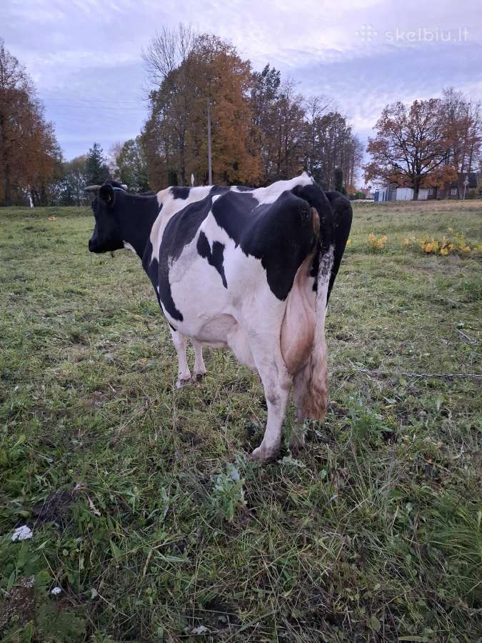 Parduodu juodmargę karvę - nuotraukos Nr. 4