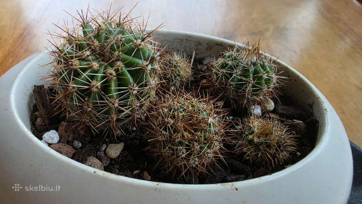 6 maži Echinopsis kaktusai - nuotraukos Nr. 5