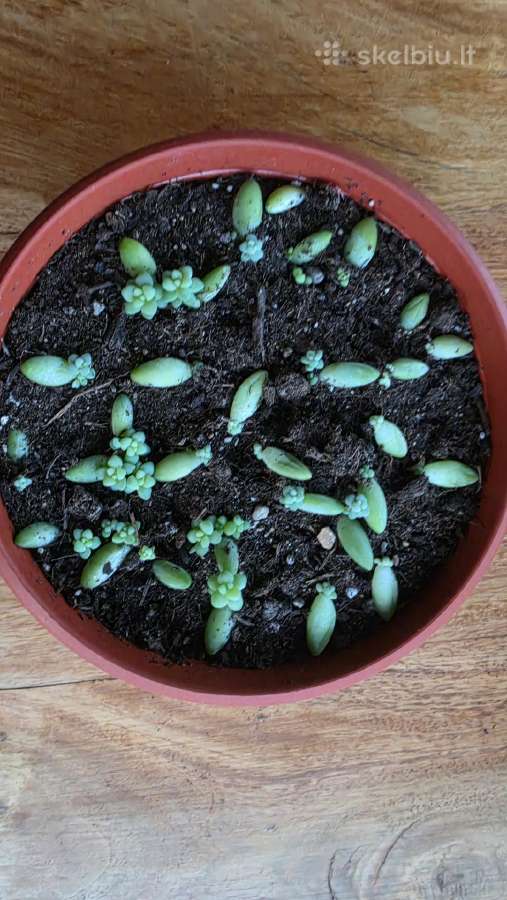 6 maži Echinopsis kaktusai - nuotraukos Nr. 6