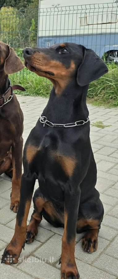 Dovanojama dobermanų kalytė. - nuotraukos Nr. 2