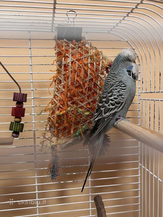 Parduodamos dvi banguotosios papūgėlės su narvu - nuotraukos Nr. 5