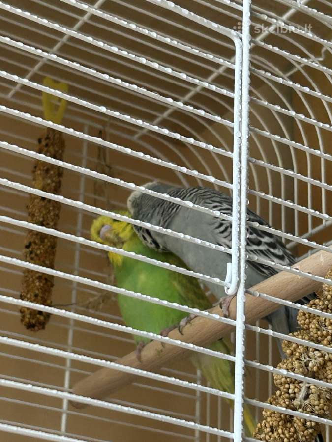 Parduodamos dvi banguotosios papūgėlės su narvu - nuotraukos Nr. 2