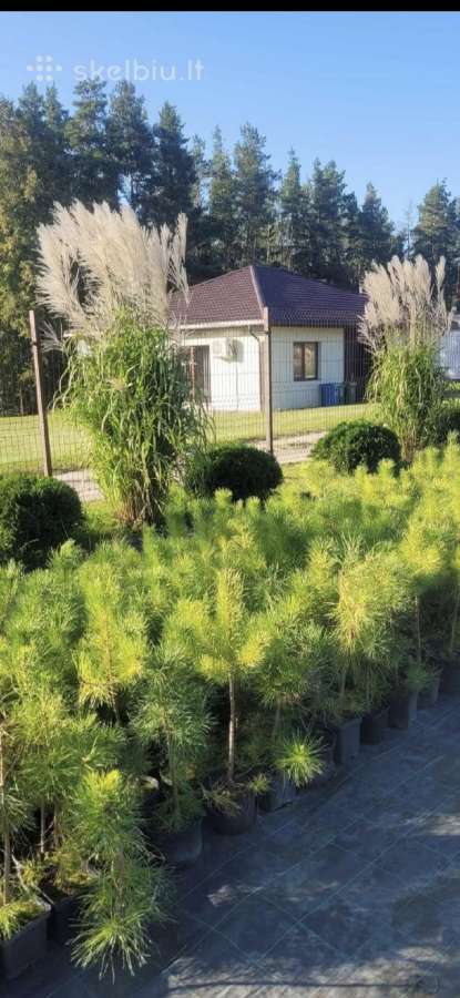 Išskirtinio grožio sklypas pamiškėje. - nuotraukos Nr. 8