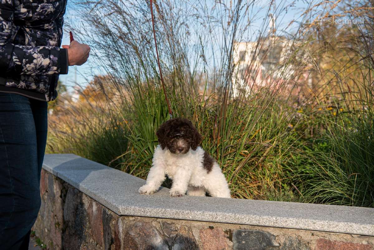 Romanijos vandens šuo / Lagotto Romagnolo - nuotraukos Nr. 3
