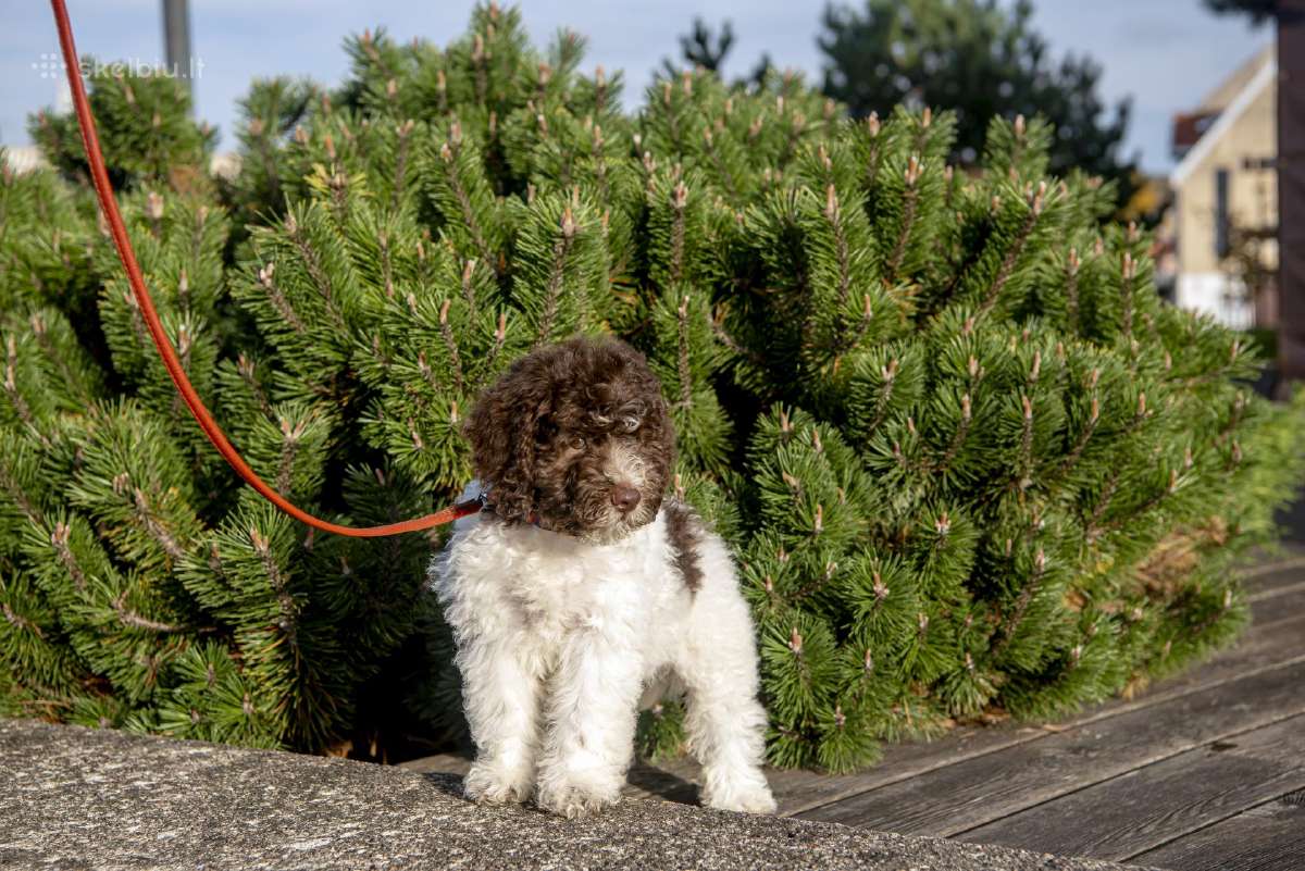 Romanijos vandens šuo / Lagotto Romagnolo - nuotraukos Nr. 4