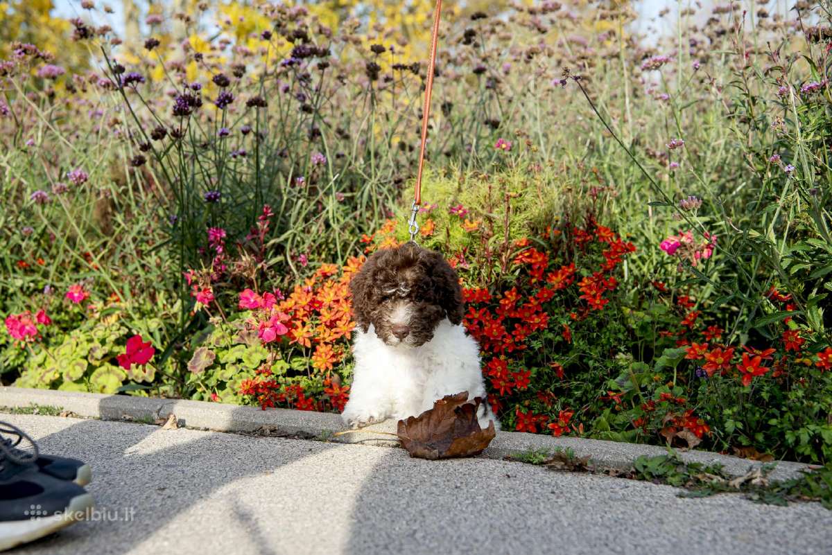Romanijos vandens šuo / Lagotto Romagnolo - nuotraukos Nr. 2
