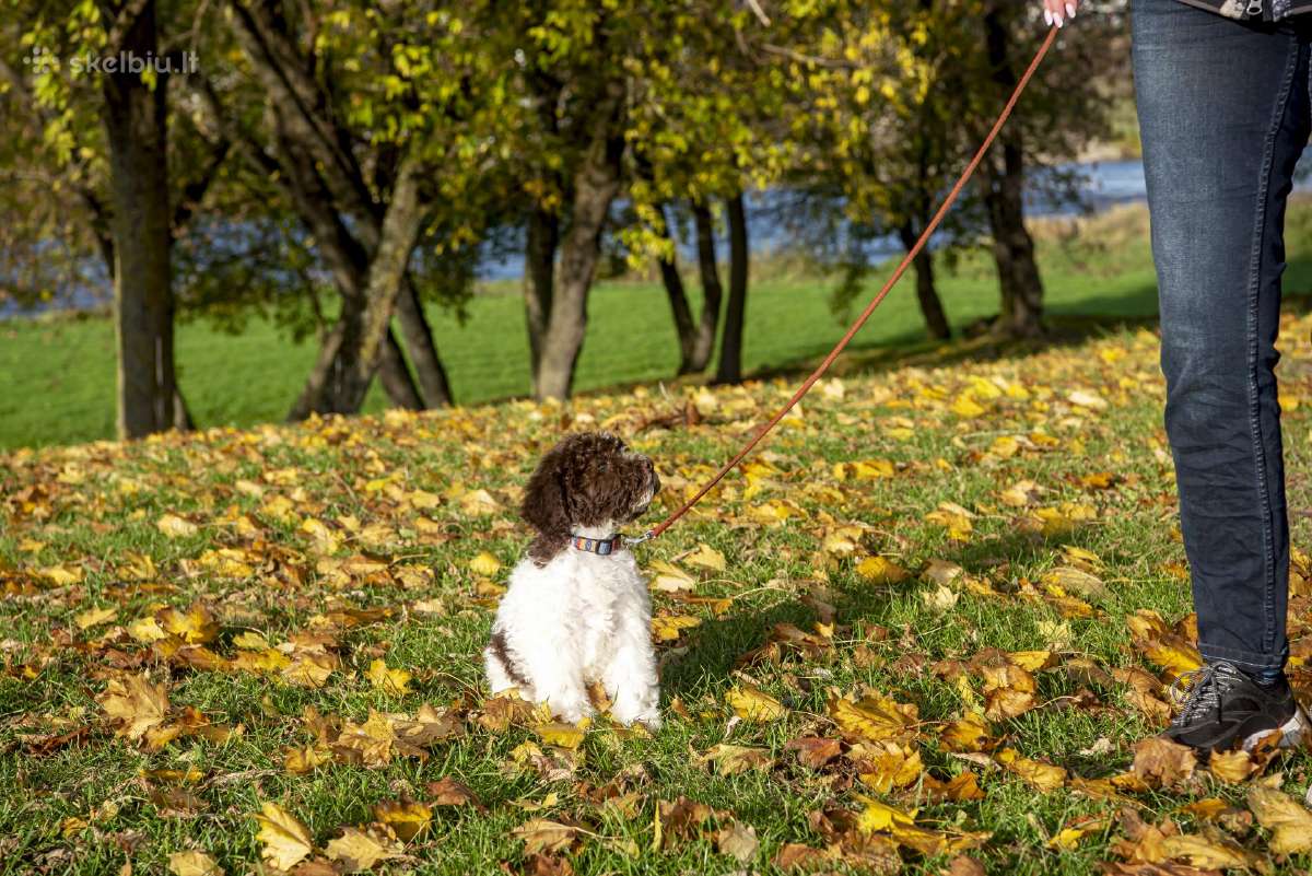 Romanijos vandens šuo / Lagotto Romagnolo - nuotraukos Nr. 7