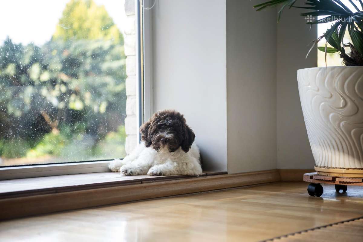Romanijos vandens šuo / Lagotto Romagnolo - nuotraukos Nr. 9