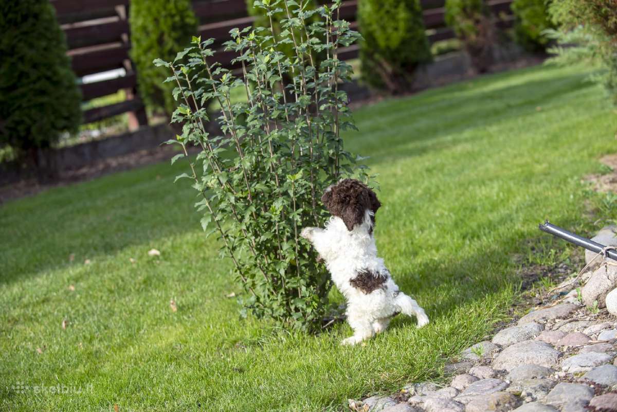 Romanijos vandens šuo / Lagotto Romagnolo - nuotraukos Nr. 10