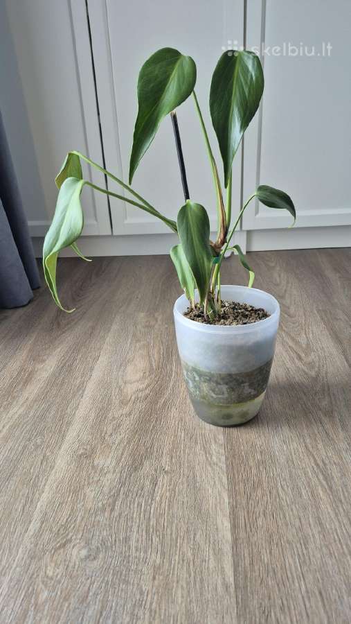 Monstera burle marx flame - nuotraukos Nr. 2