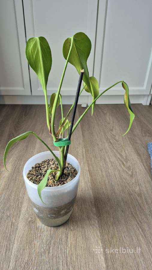 Monstera burle marx flame - nuotraukos Nr. 3