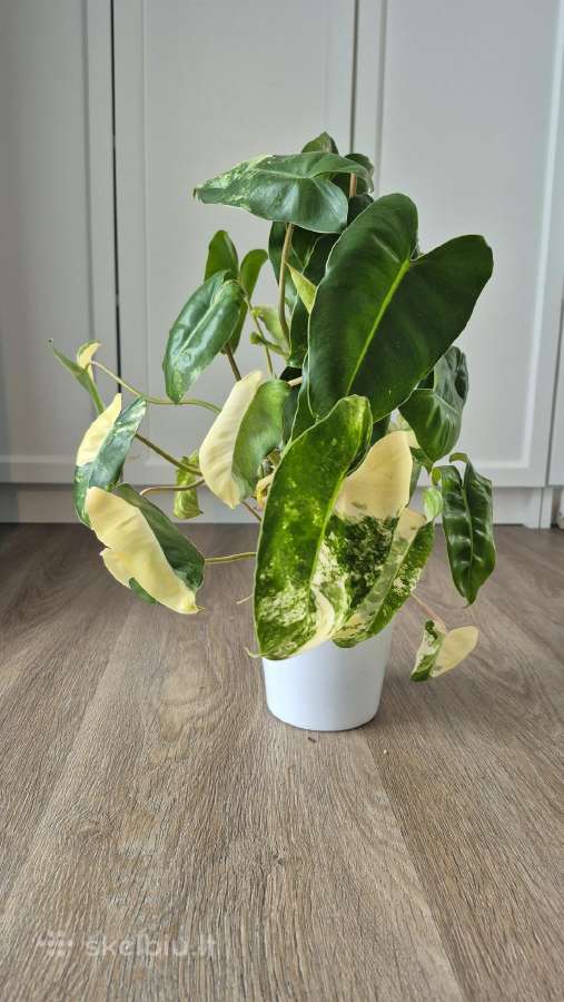 Philodendron burle-marx variegata - nuotraukos Nr. 2