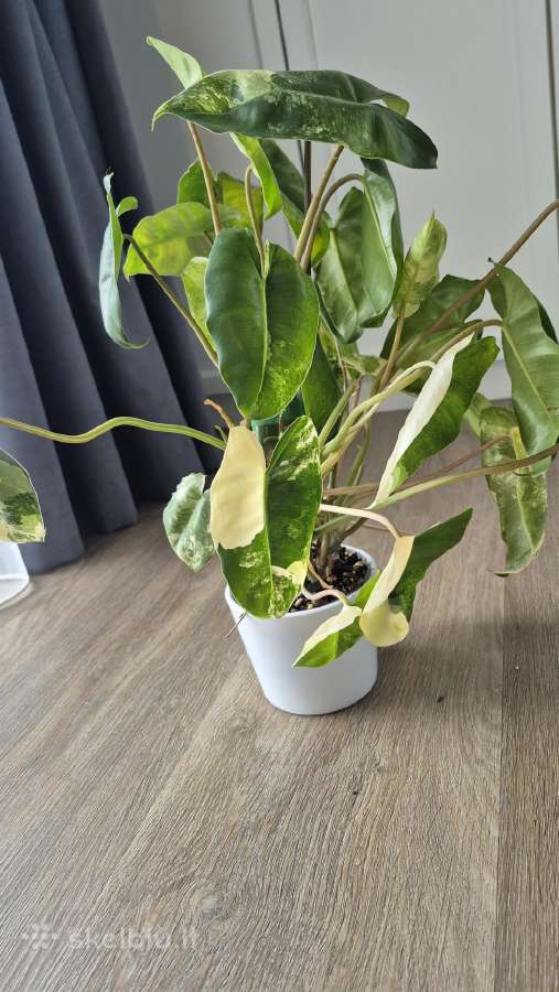 Philodendron burle-marx variegata - nuotraukos Nr. 3