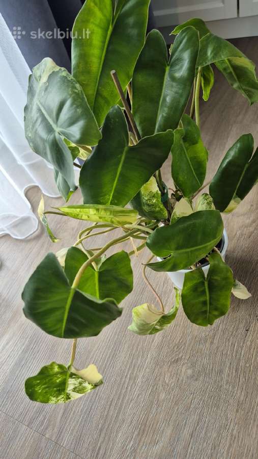Philodendron burle-marx variegata - nuotraukos Nr. 4