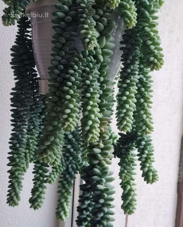 Morgano šiloko mažyliai 16 cm vazone - nuotraukos Nr. 2
