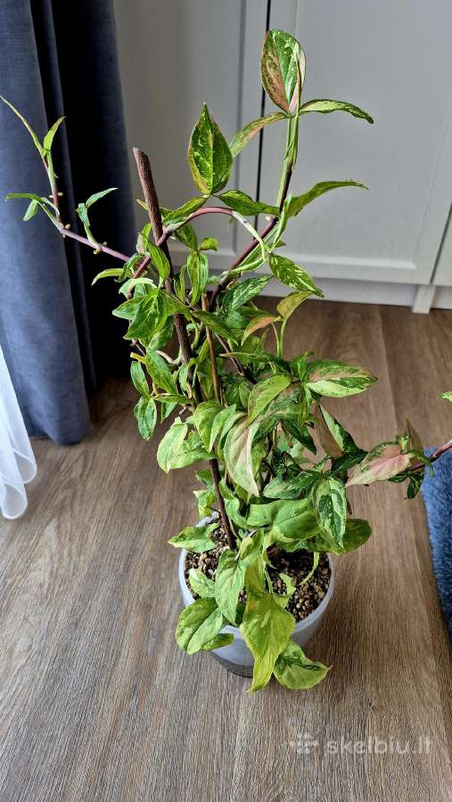 Singonium red spot tricollor - nuotraukos Nr. 4