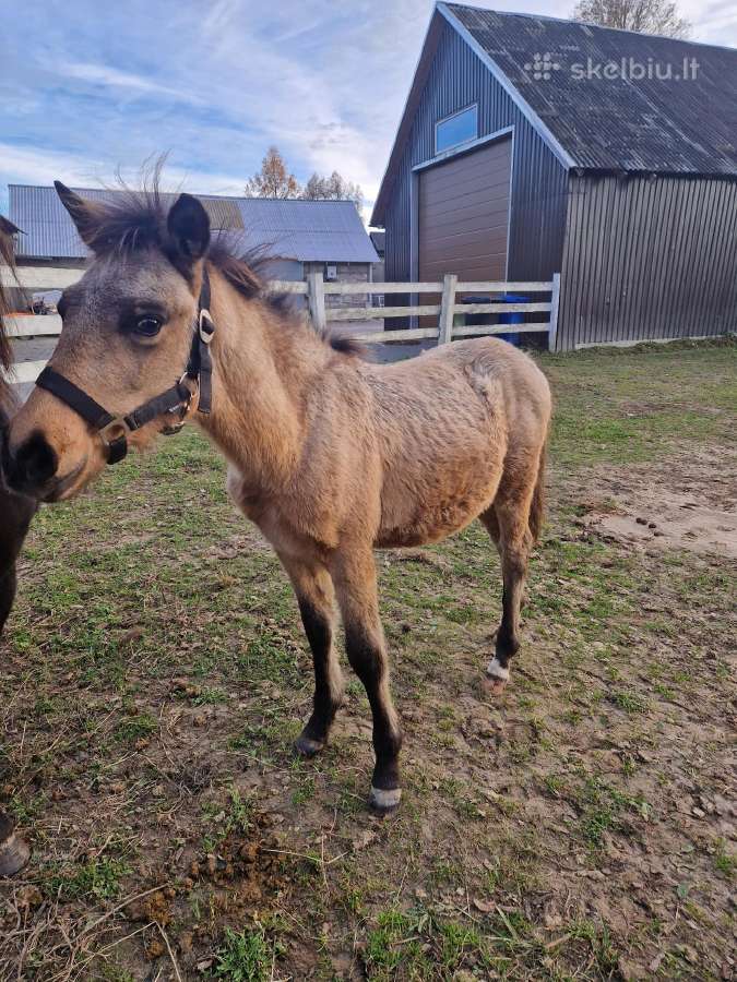 Pony klasės kumeliukas - nuotraukos Nr. 2