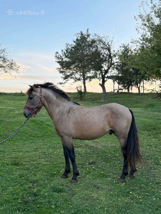 Pony klasės kumeliukas - nuotraukos Nr. 3